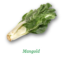 Mangold